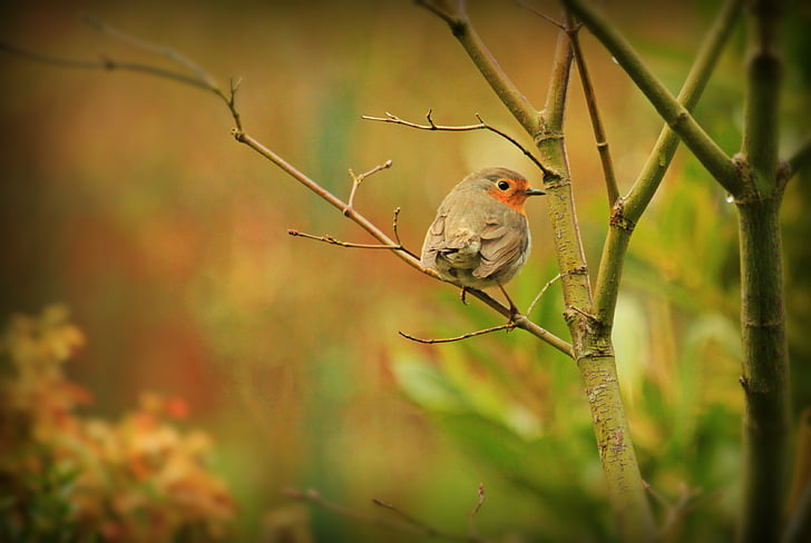 robin, bird, animal, songbird, close, sitting