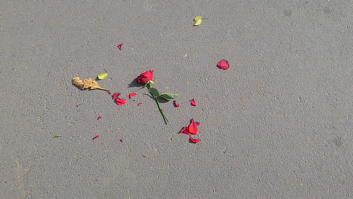 red rose on asphalt road