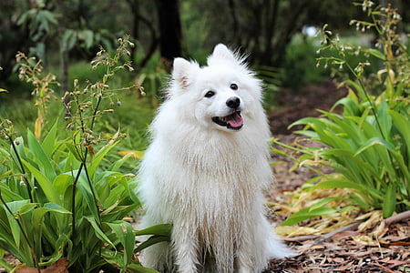 white American eskimo dog