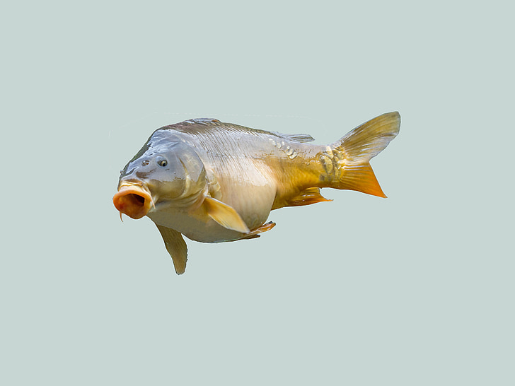 selective focus photography of gray fish
