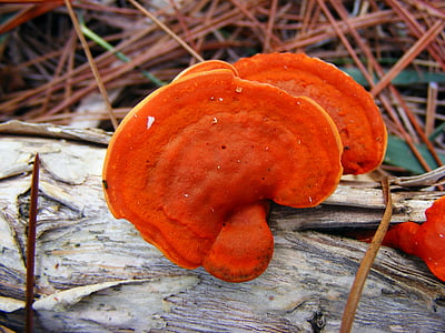 shallow focus photography of orange mushroom