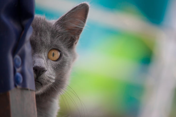 macro shot photography of gray cat