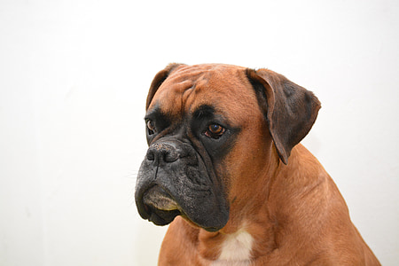 adult white and tan boxer