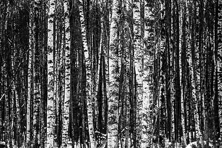 grayscale photo of trees