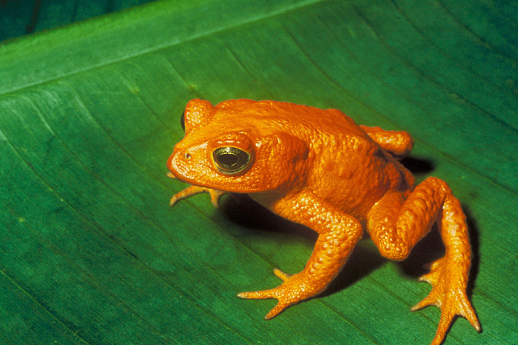 orange frog on green leaf