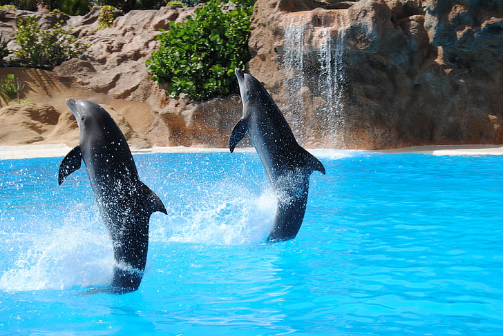 two black dolphins having exhibition on body of water