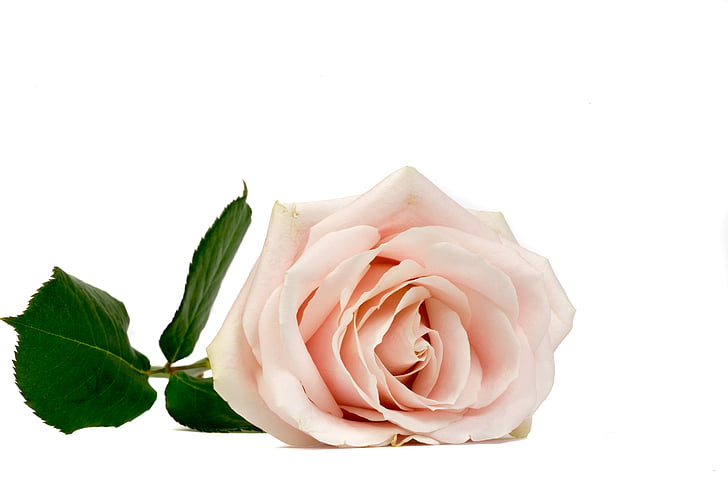 single pink rose white background