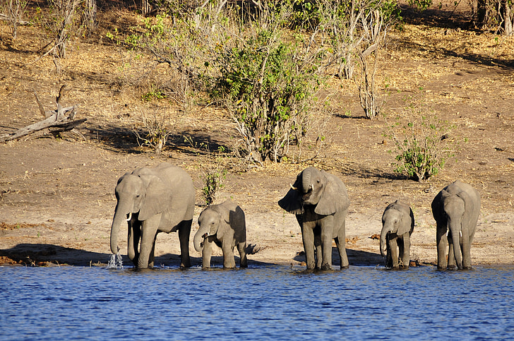 five elephants standing on body of water at daytime
