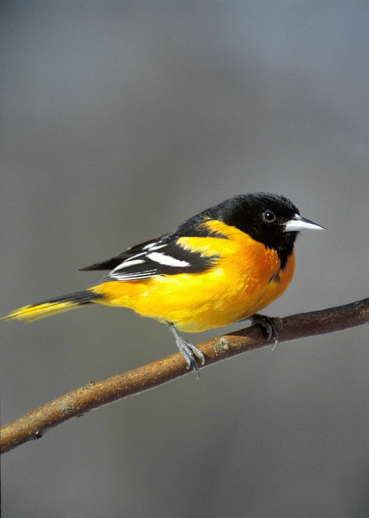 yellow and black bird perched on brown branch