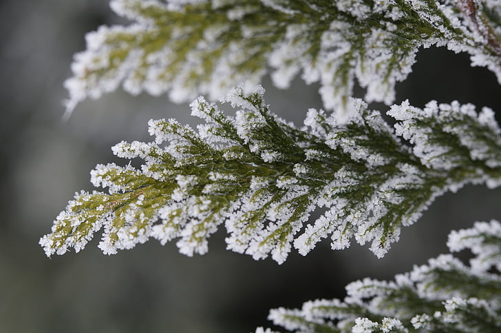 green leafed plant coated with white snow