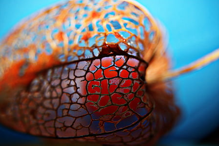 closeup photo of red fruit