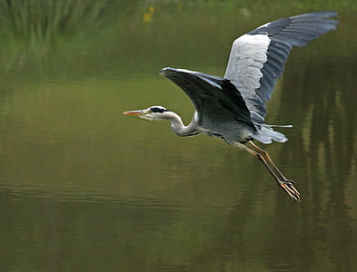 selective focus photography of flying grey heron