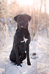 adult black Labrador retriever sitting on the snowy field