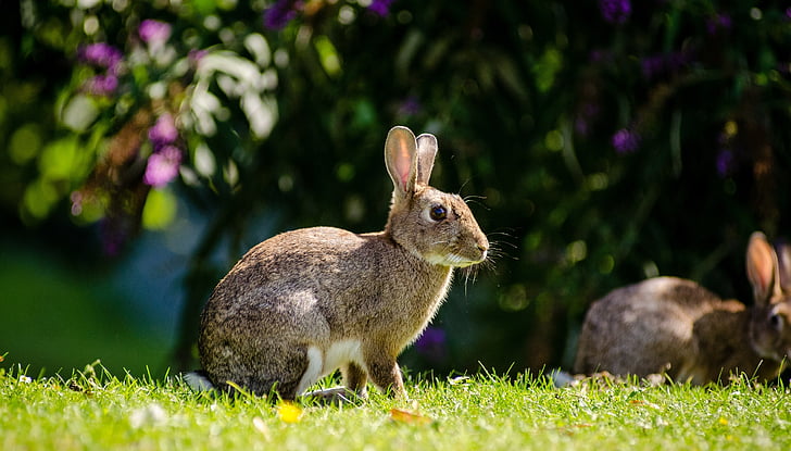 shallow focus photography of grey rabbits during daytime