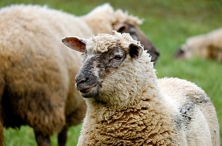 shallow photography of brown sheep