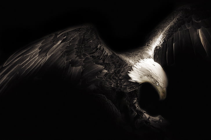 bald eagle digital art in black background