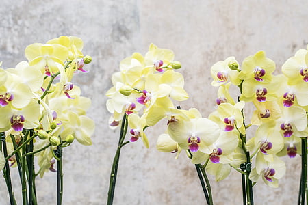 yellow and white moth orchid