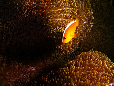 orange fish at sea anemone
