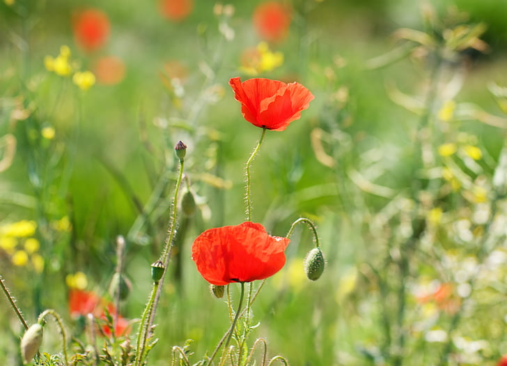 two red poppy flowers