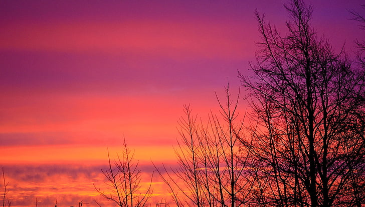 silhouette of bare tree under pink clouds