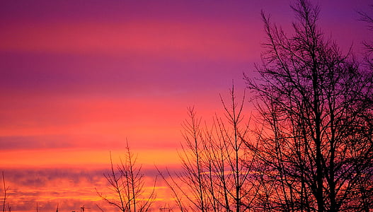 silhouette of bare tree under pink clouds