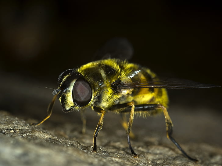 macro photo of yellow bee