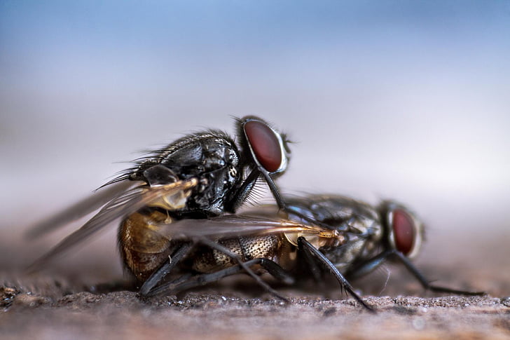 selective focus photography of two flies