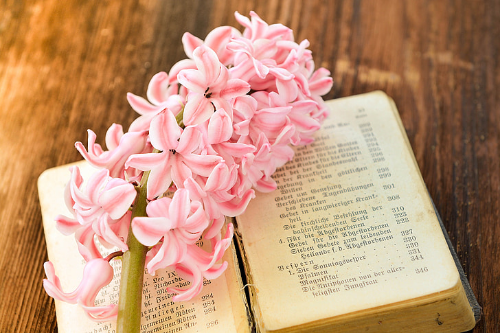 pink cluster flower on book