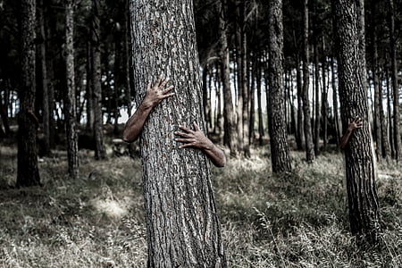 person holding tree trunk photo