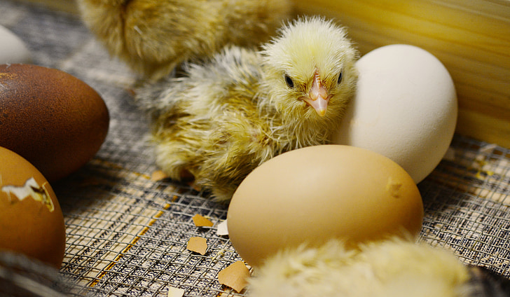 closeup photo of chick near eggs