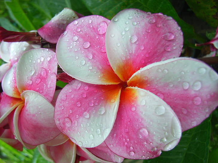 pink and white plumeria flower wit water dew in closeup photo