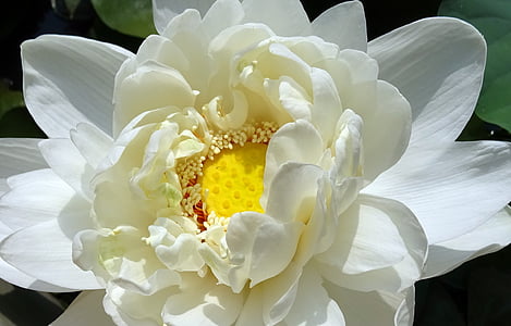 white and yellow waterlily in bloom closeup photography