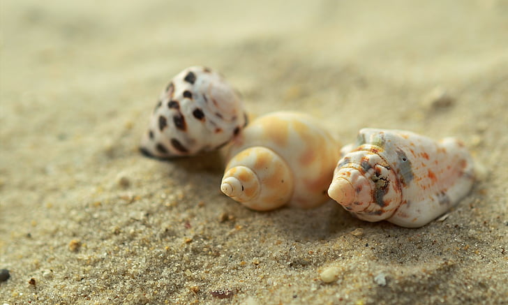 three white and yellow sea shells on brown sand