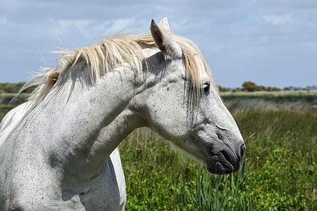 white horse on green grass field