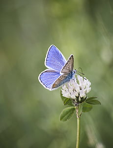 common blue butterfly perching on white flower in selective focus photography