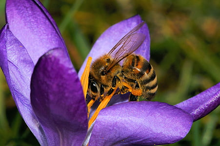 honey bee perching on purple petaled flower in close-up photography