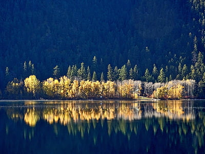 panoramic photography of trees with reflection in the water