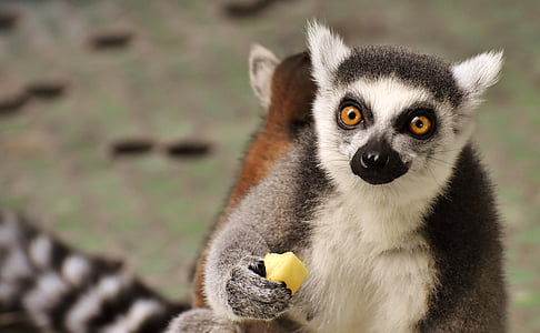 white, gray, and brown lemur holding cheese