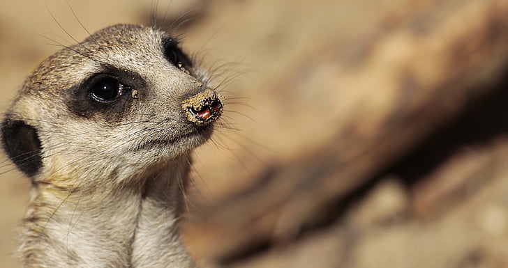 closeup photo of meerkat