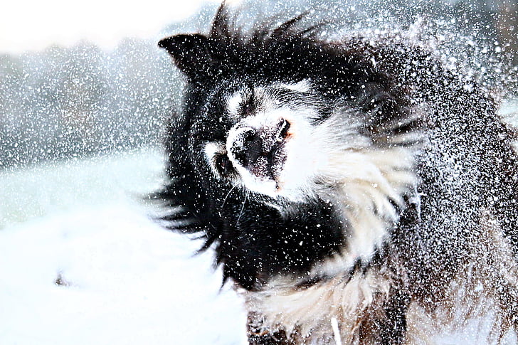 long-coated black and white dog on snow during daytime