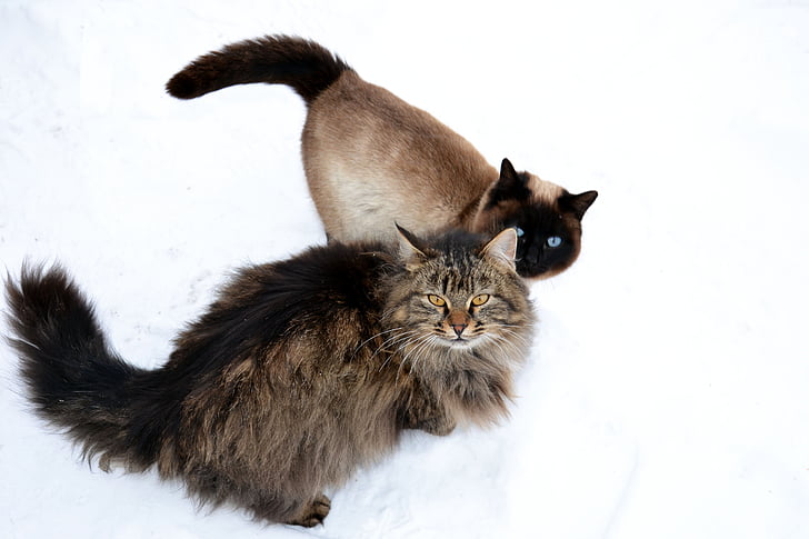 two brown and black cats