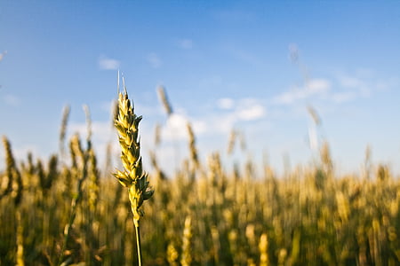 barley stalks during daytime