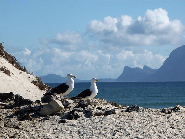 two white-and-black seagulls standing on gray sands