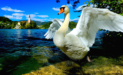 white swan spreading its wings near lake