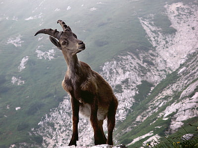 brown and grey goat on the side of the mountain
