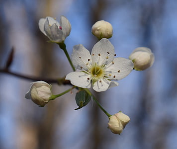close up photography of white blossoms
