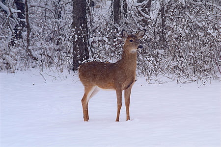 photo of brown deer beside trees during winter