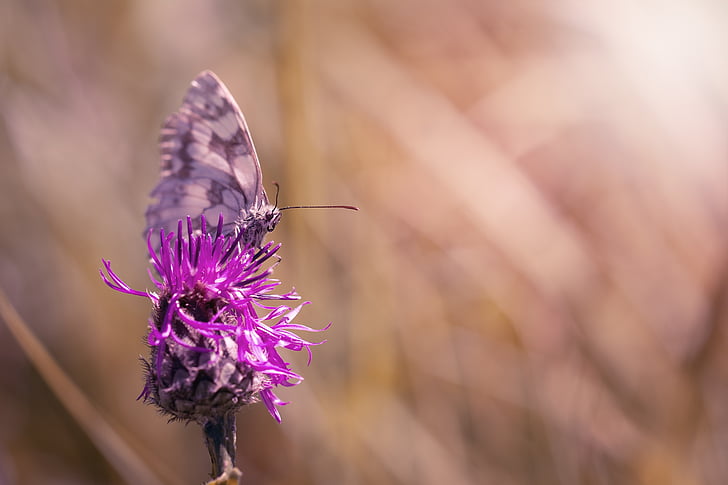 macro photography of butterfly on flower