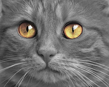 closeup photo of grey cat
