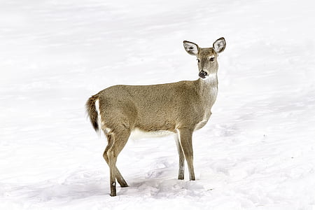 grey deer standing on snow field